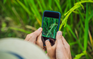 Identifica plantas usando la cámara de tu celular