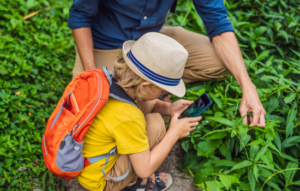 Las 3 Mejores Apps para Identificar Plantas